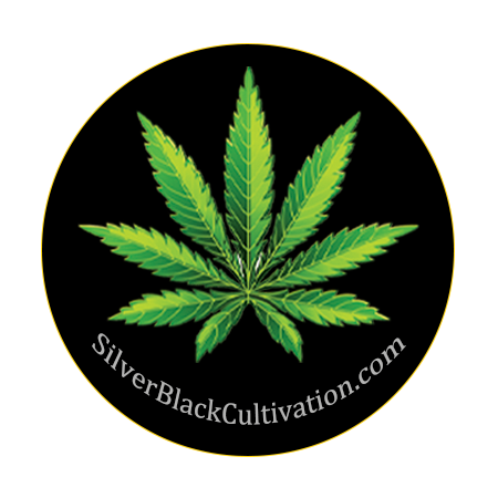 Silver Black Cultivation