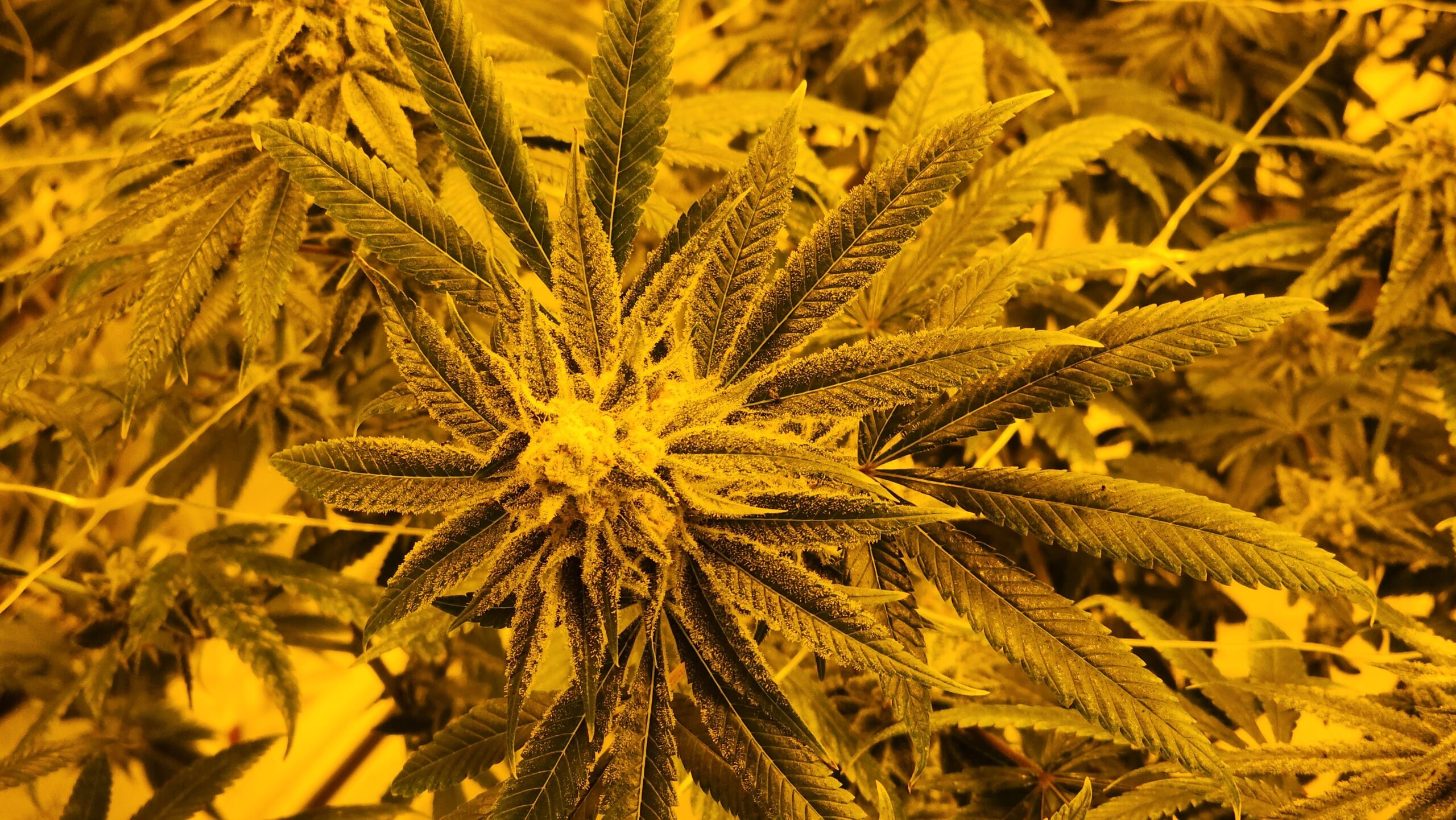 Animal Cookies under HPS lighting