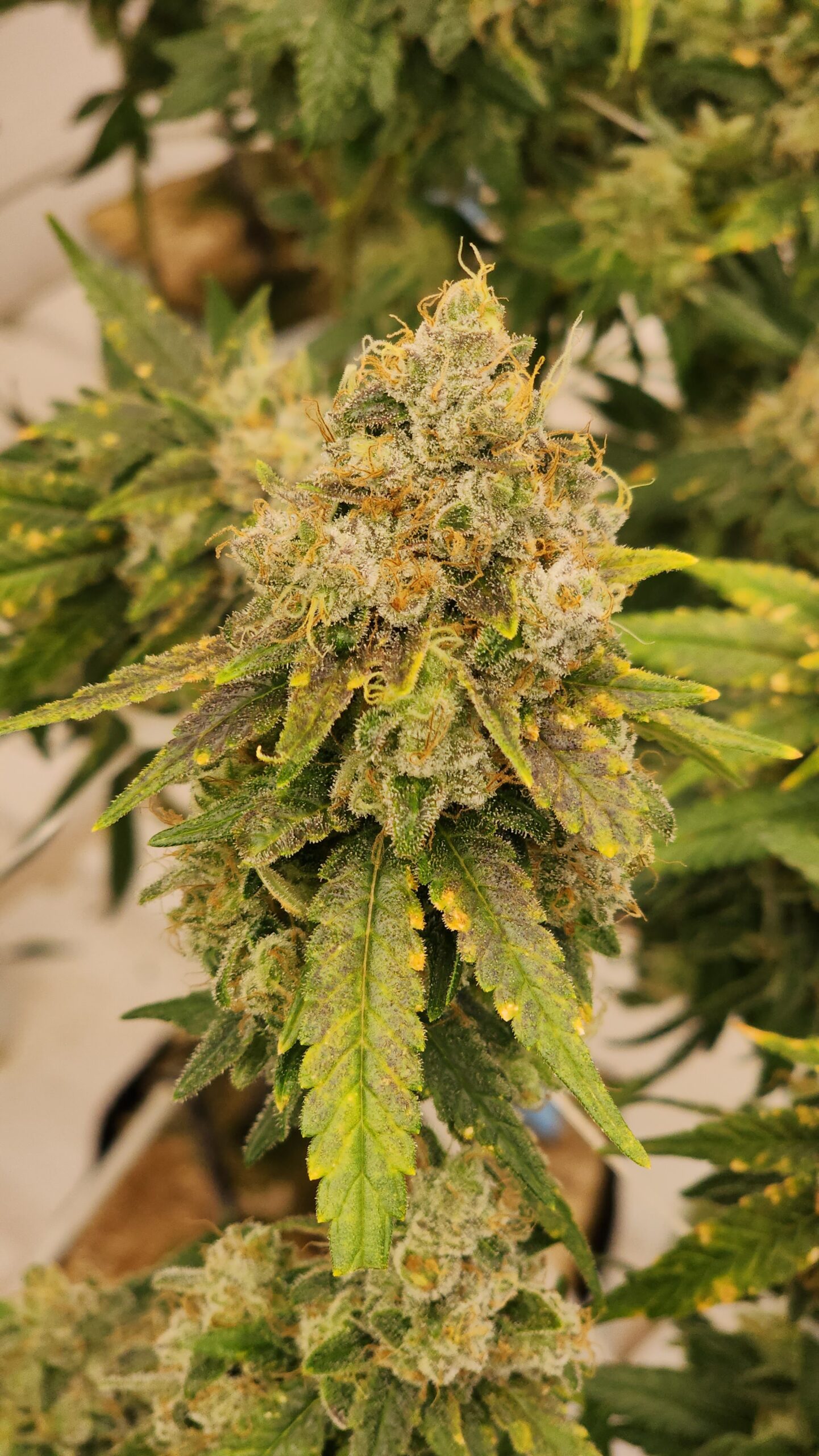 A purple-tipped cola from the flower room