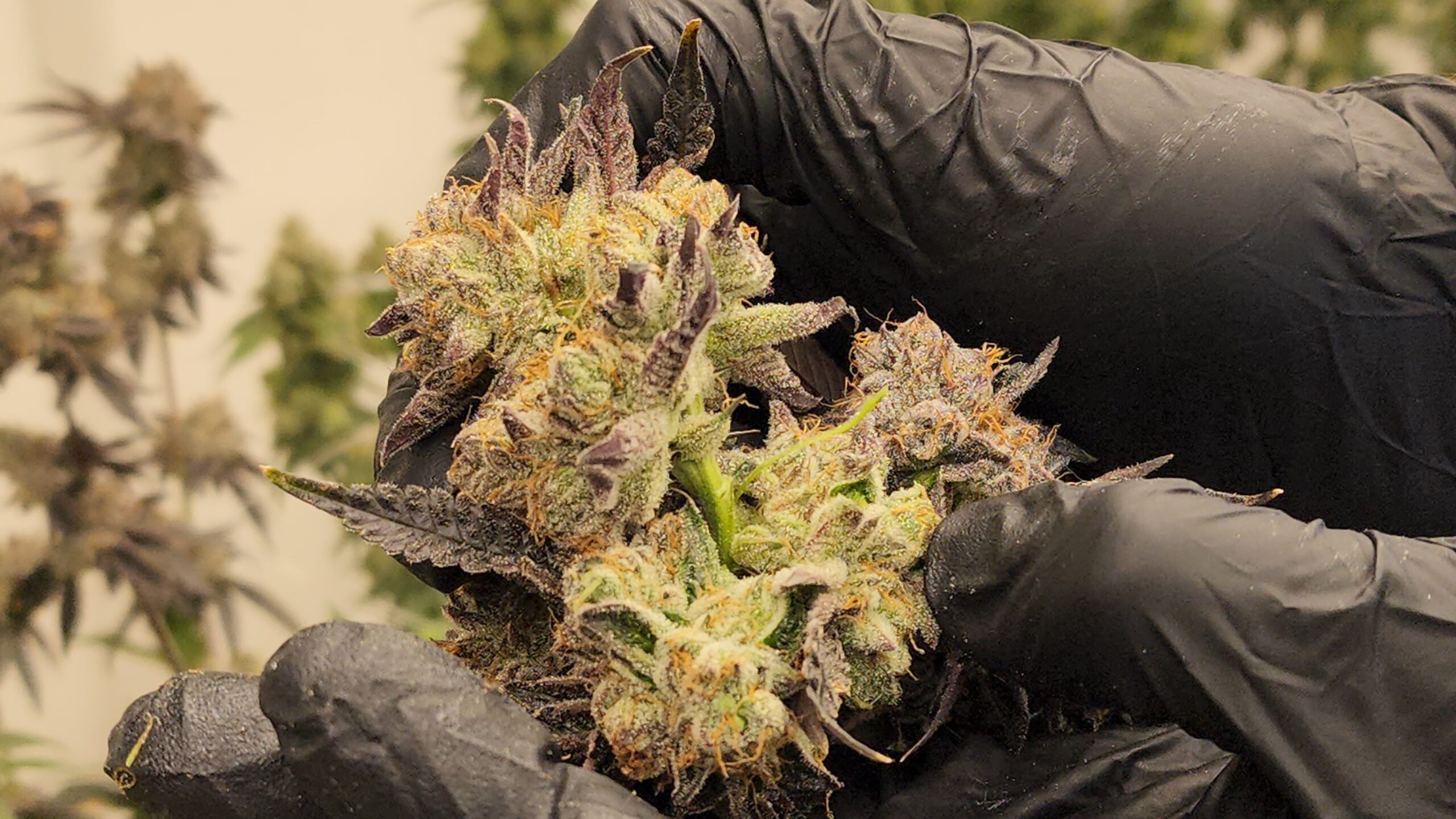 A trimmer's hands holding fresh-cut bud